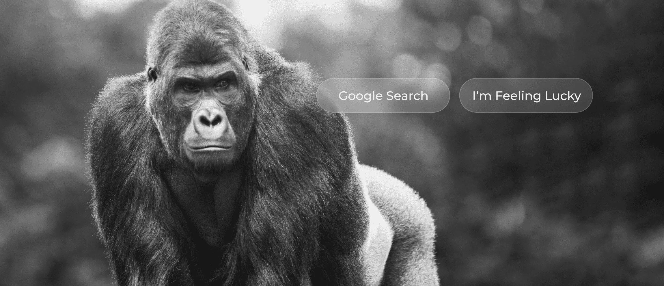 Google search gorilla